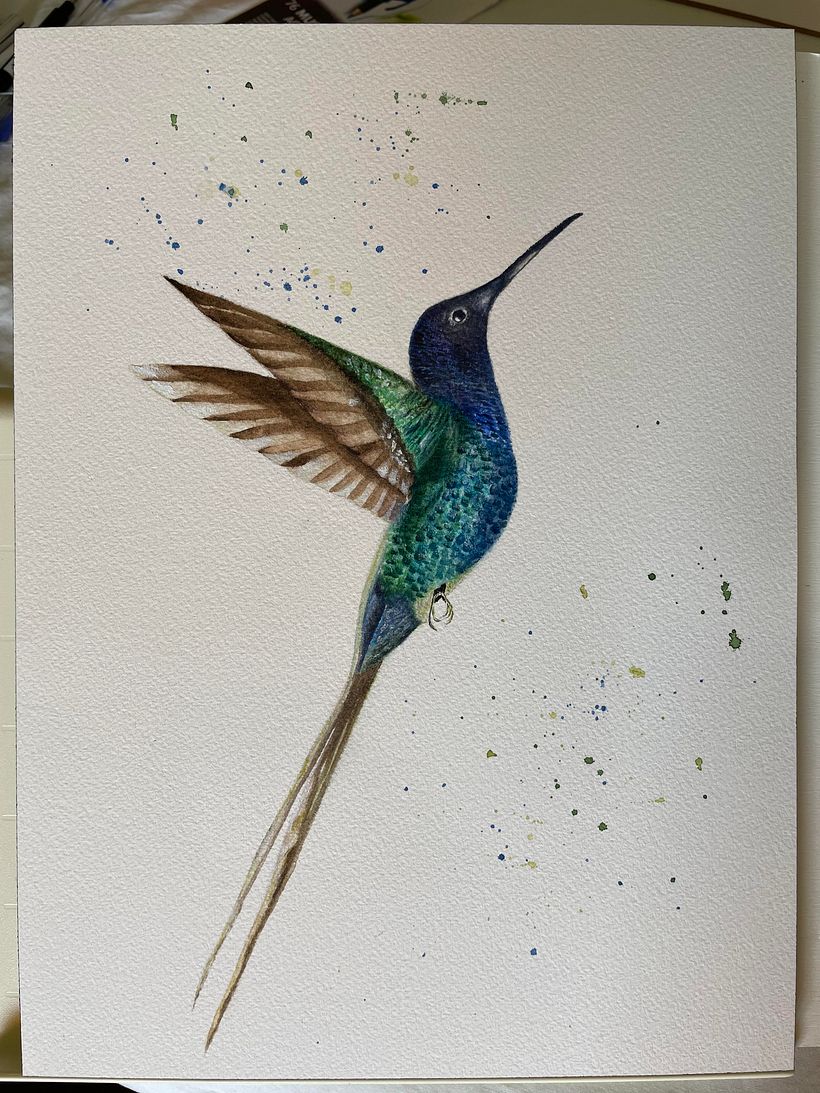 Colibrí en Acuarela 4