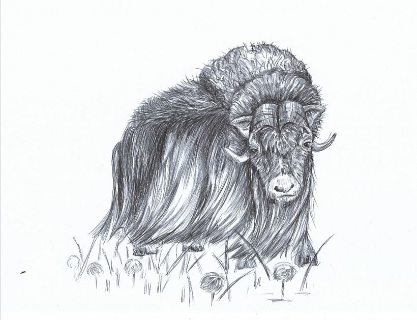 Mein Kursprojekt: Kugelschreiberzeichnungen: Naturalistische Illustration 3