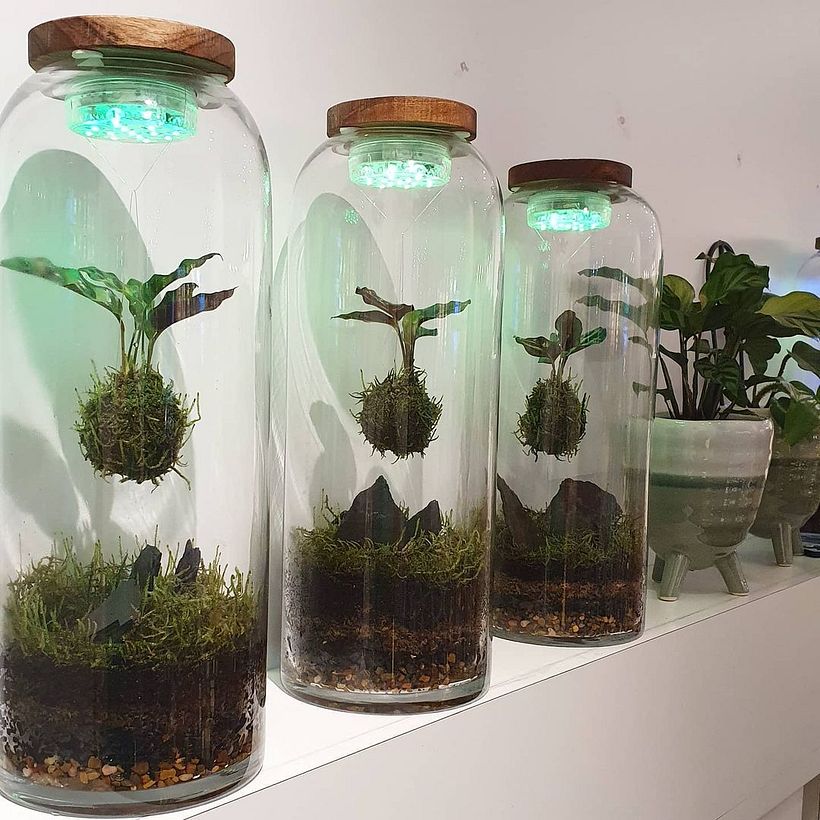 Mini kokedamas inside terrariums, by Terrariums by Ella.