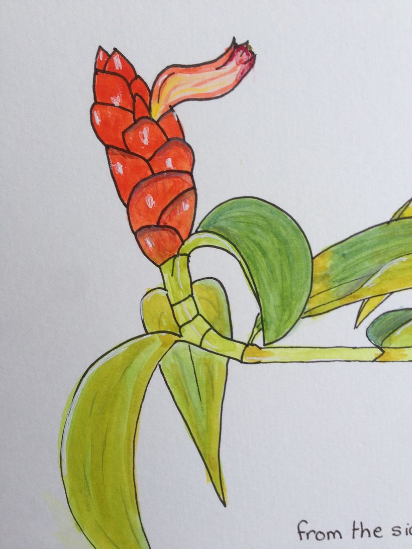 Detail of pinecone ginger