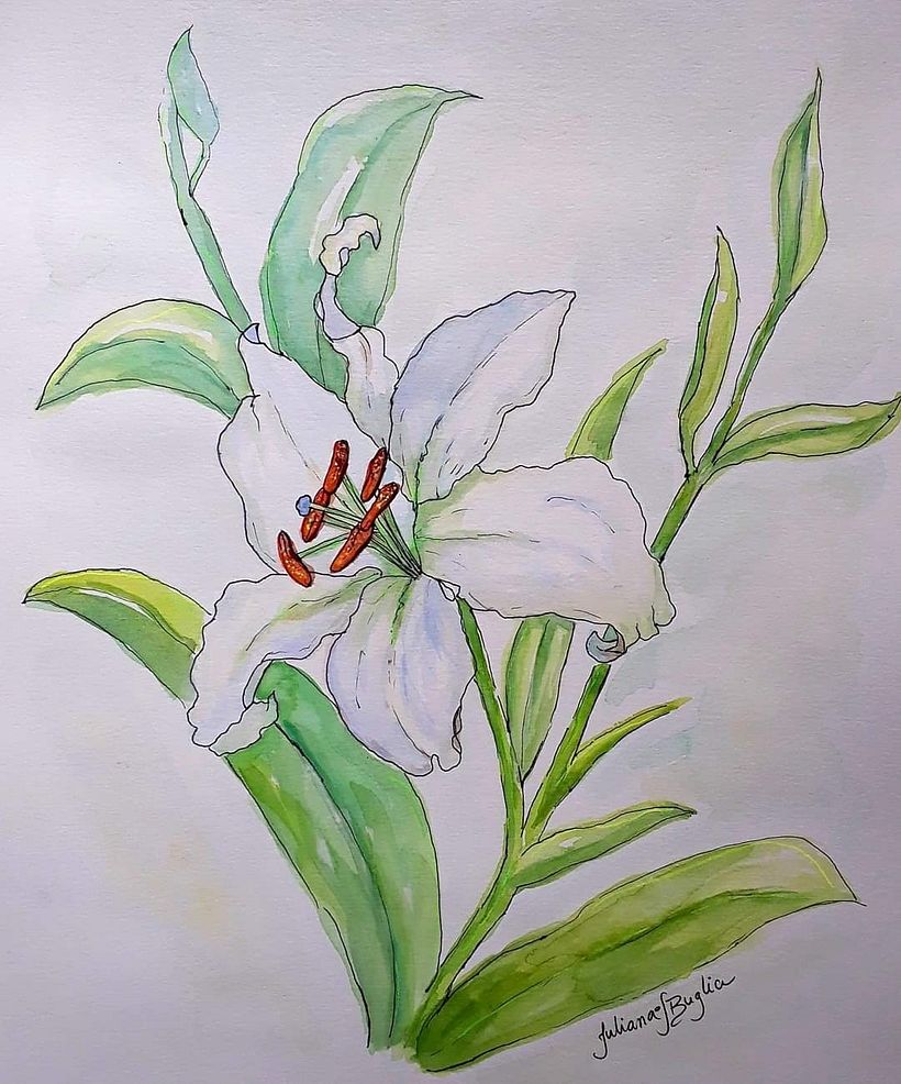 White lily 