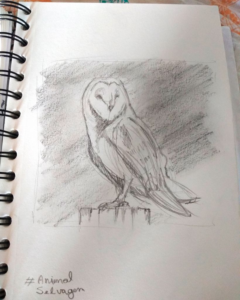 Owl Sketch