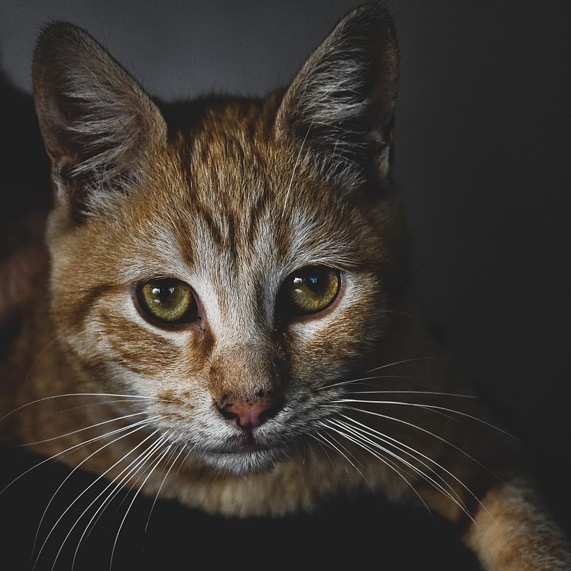 @reveladogs fotografía Animal 5