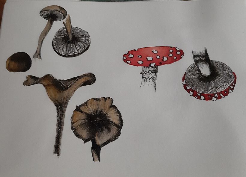 Mi Proyecto del curso: Cuaderno botánico en acuarela 12