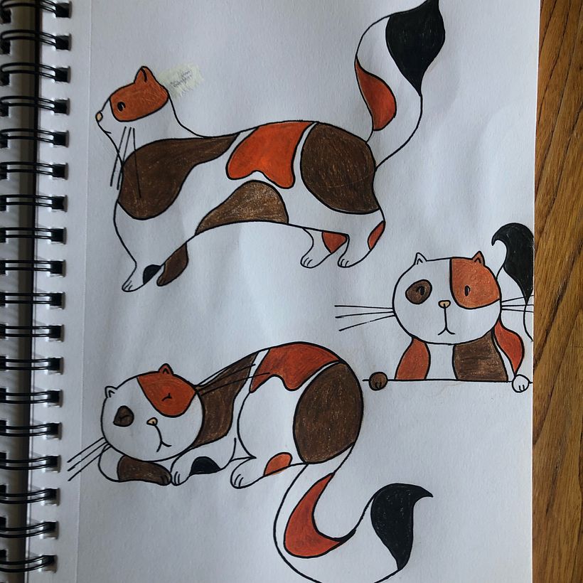 Cat 17 - further exploration 