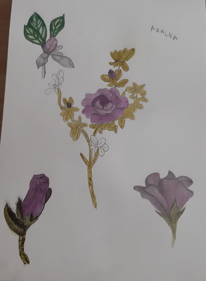 Mi Proyecto del curso: Cuaderno botánico en acuarela 13
