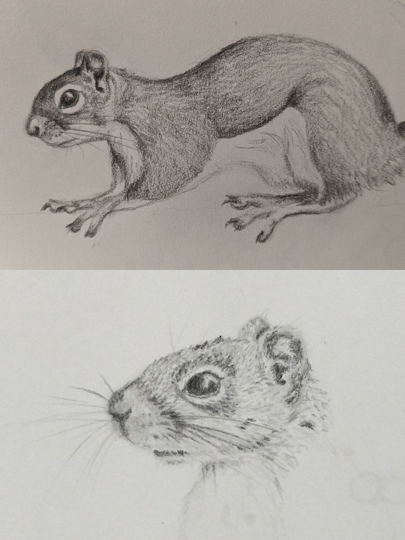 Squirrel Project For Chloe Giordano's Class 2