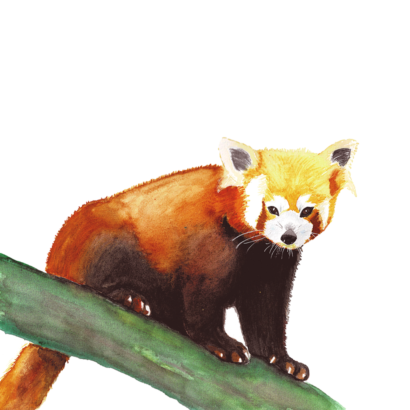 My project in Expressive Animal Portraits in Watercolor course 2