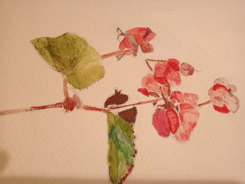 Flora and Fauna by Cliona Ryan 2