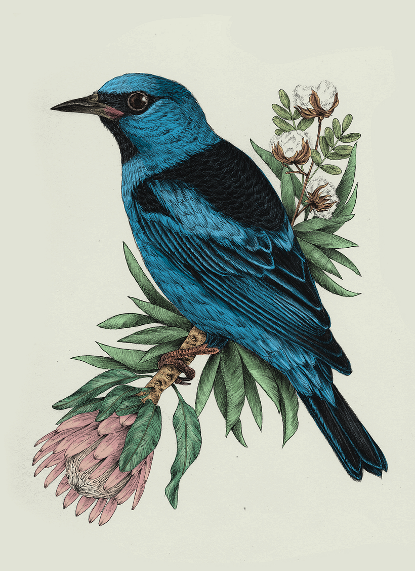 Meu projeto: Saí azul e protea 3