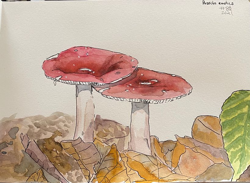 mushrooms
