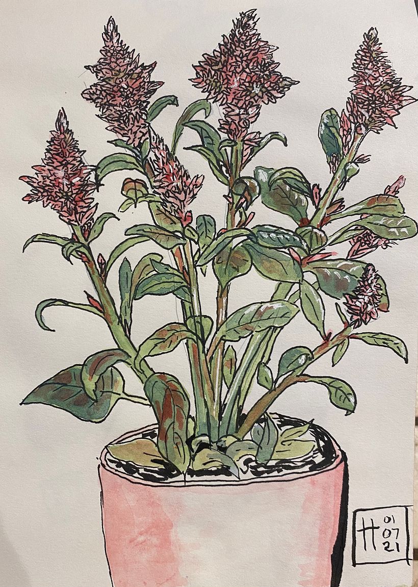 Selected Botanical Sketches 2