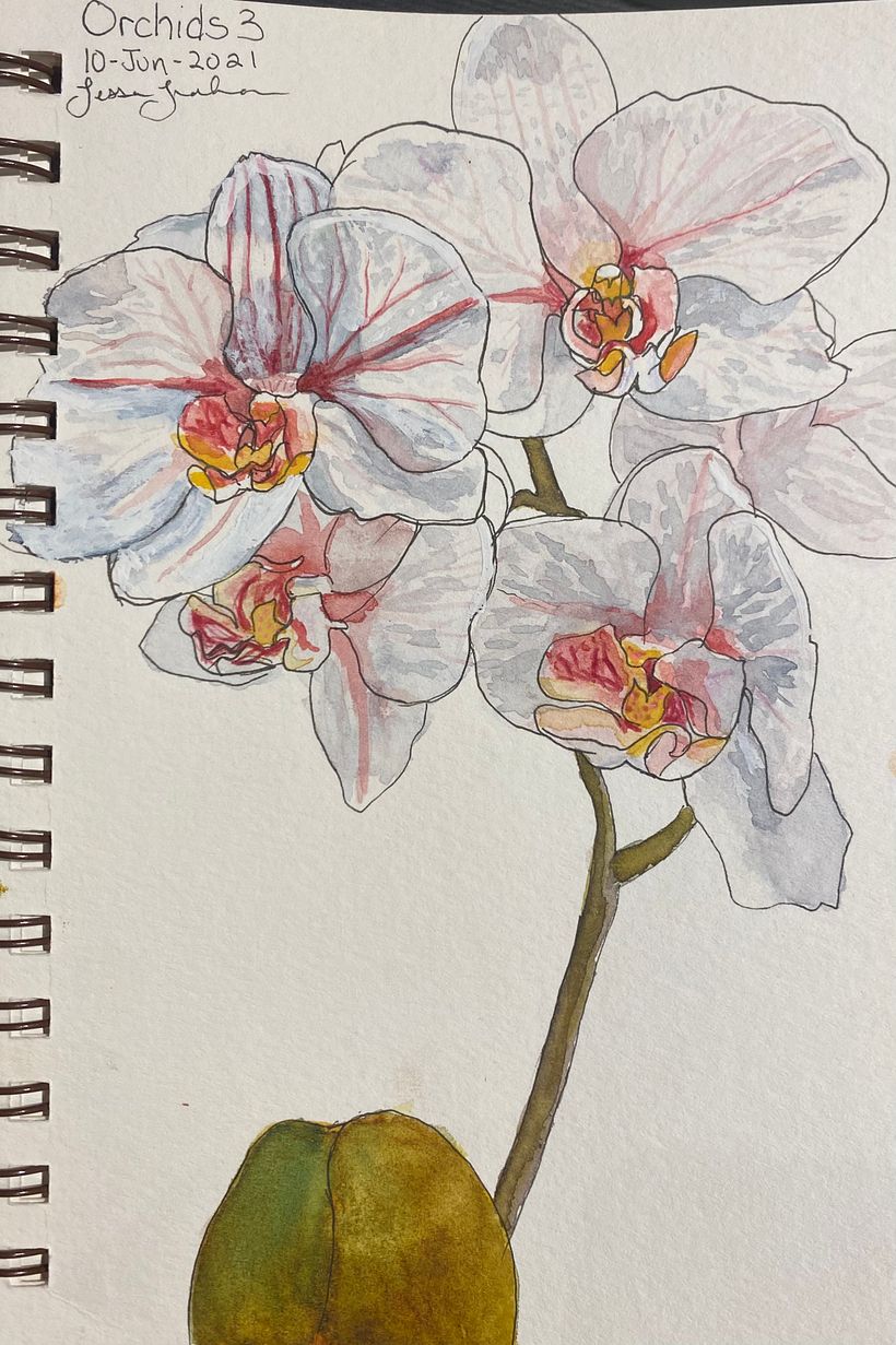 Selected Botanical Sketches 3