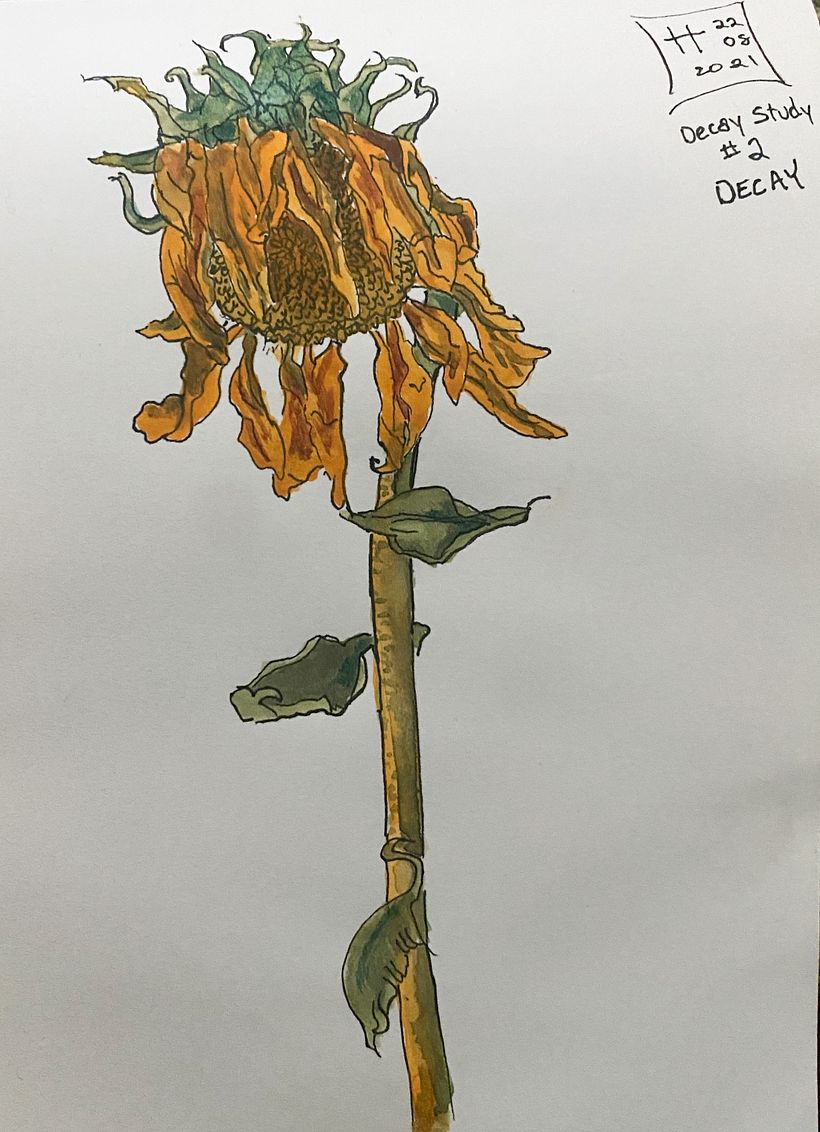 Selected Botanical Sketches 4
