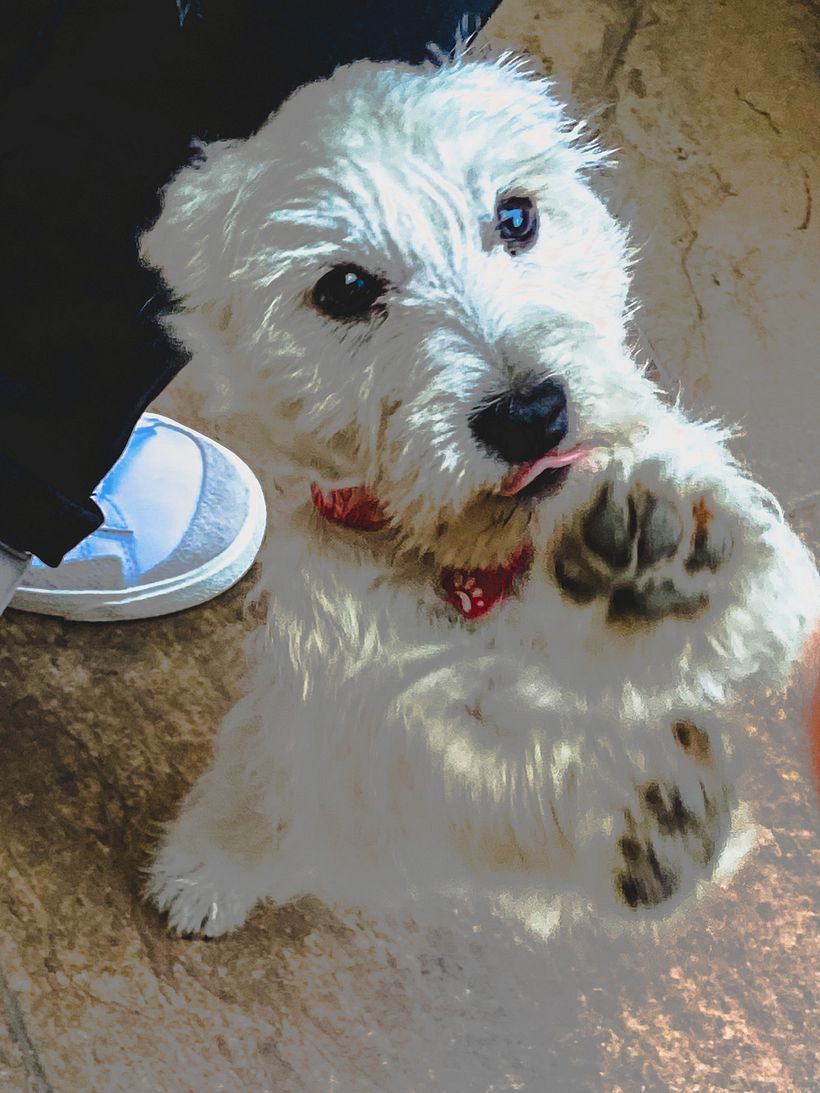 Mi Proyecto del curso: Fotografía móvil e identidad visual para Instagram 8