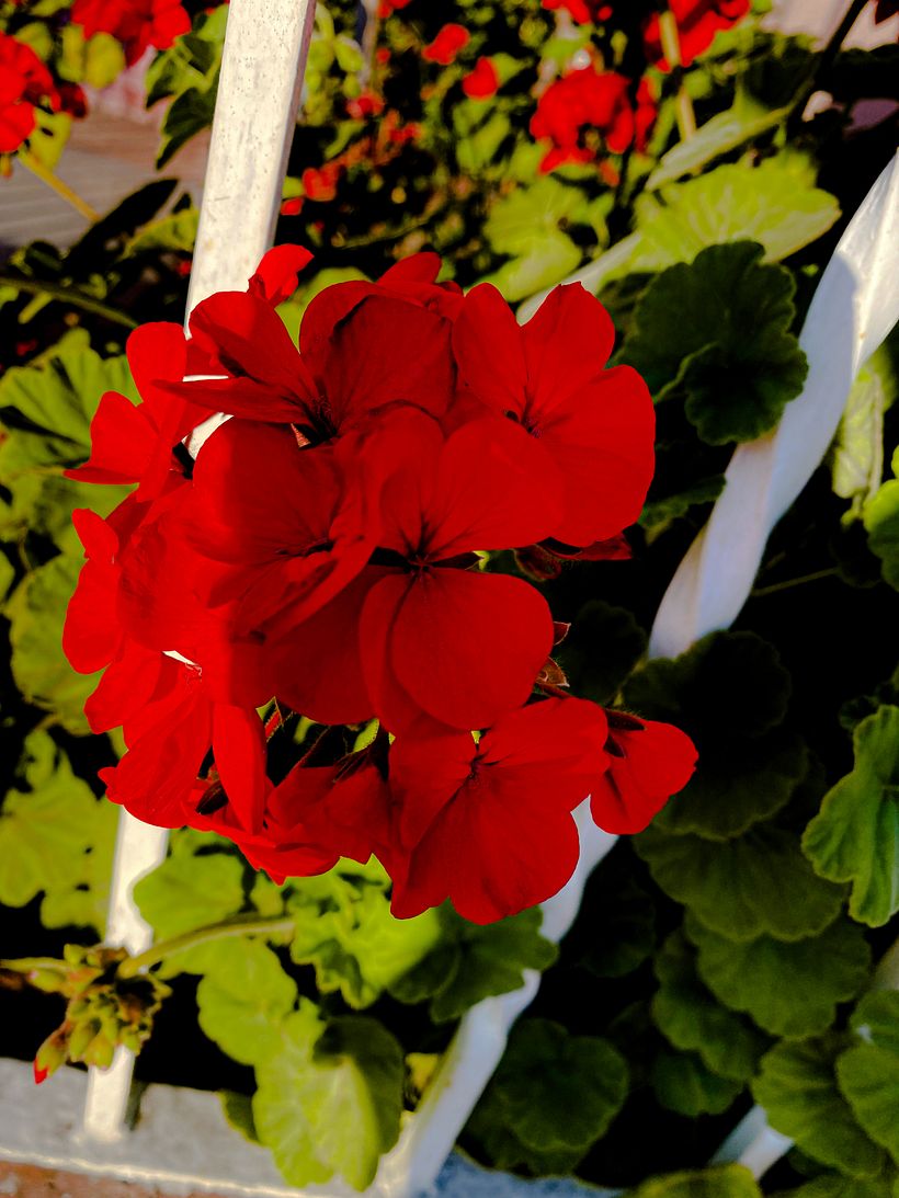 Mi Proyecto del curso: Fotografía móvil e identidad visual para Instagram 13