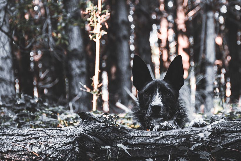 @reveladogs fotografía Animal 3