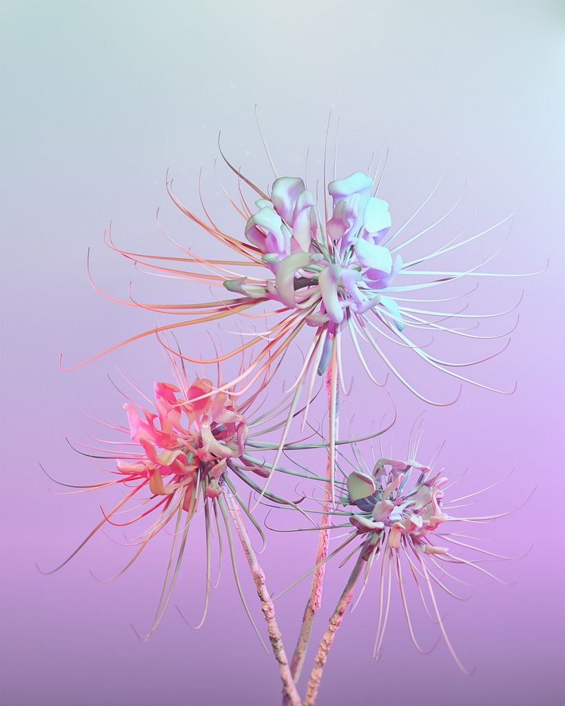 6. Carnivorae