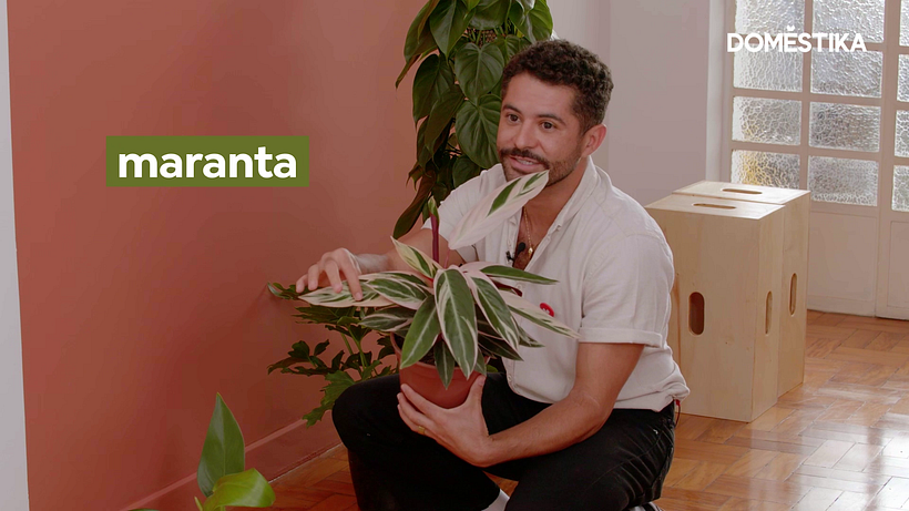Maranta é uma planta com manchas brancas e verdes