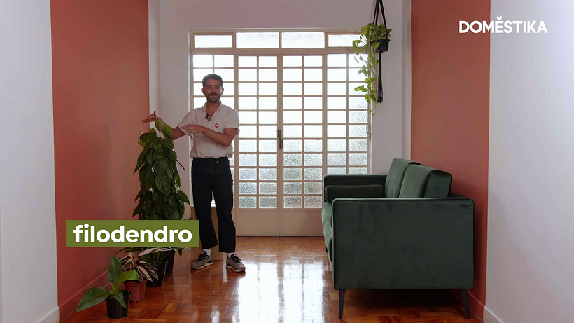 Se está buscando uma planta de grande porte, o filodendro é uma opção