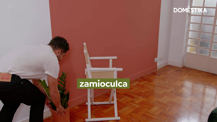 Zamioculca é uma planta bastante versátil