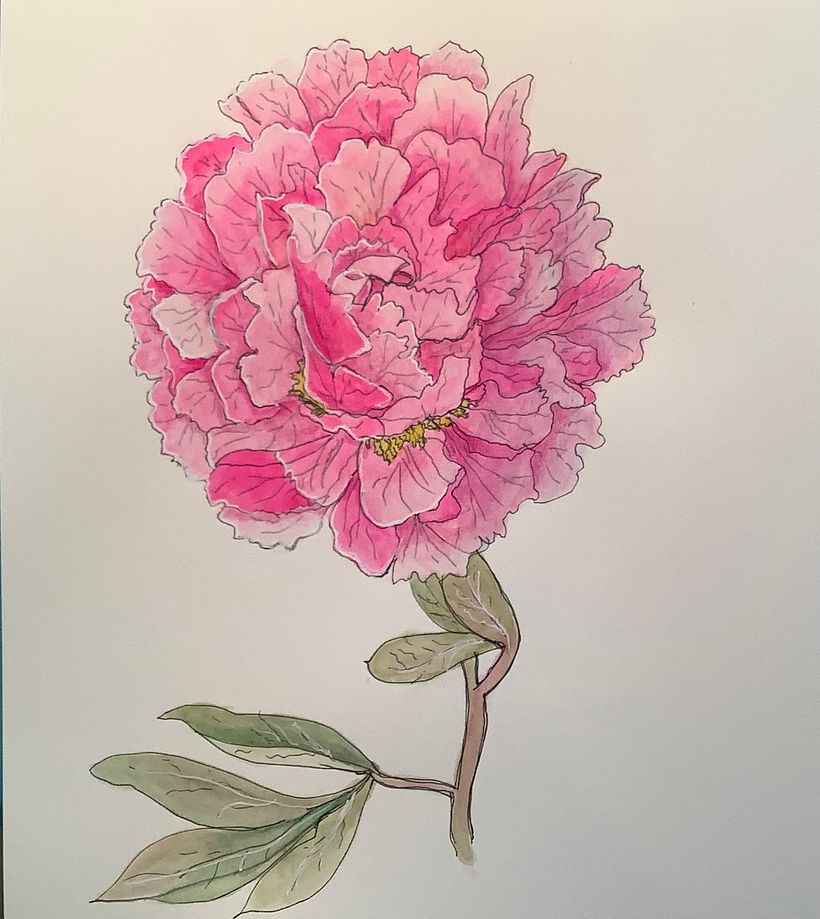 My project in Botanical Sketchbooking: A Meditative Approach course 2