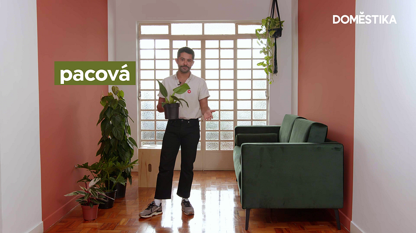 Puedes encontrar el filodendro en varios tamaños.