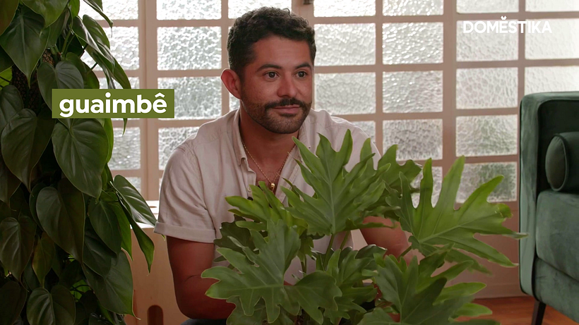 De tamaño medio, el güembé tiene una forma de hoja inusual.