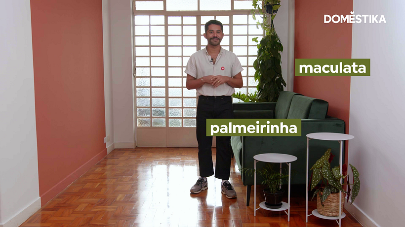 La begonia maculata y la areca son plantas pequeñas y pueden permanecer cerca del suelo.