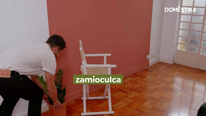 La zamioculca se puede encontrar en diferentes tamaños, por lo que resulta bastante versátil.