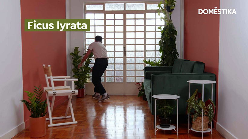 El Ficus lyrata también se puede encontrar en diferentes tamaños, pero procura no comprar uno que sea demasiado grande.