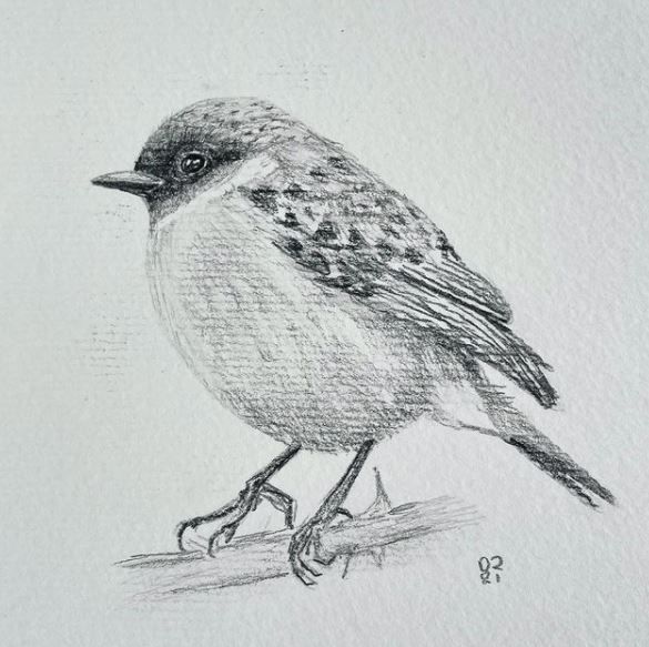 My project in Artistic Watercolor Techniques for Illustrating Birds course 1