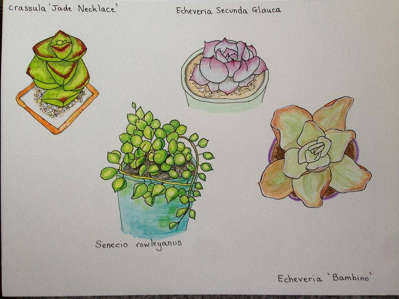 Loving these succulents, so much variety