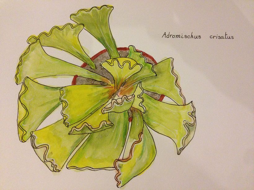 My project in Botanical Sketchbooking: A Meditative Approach course 6