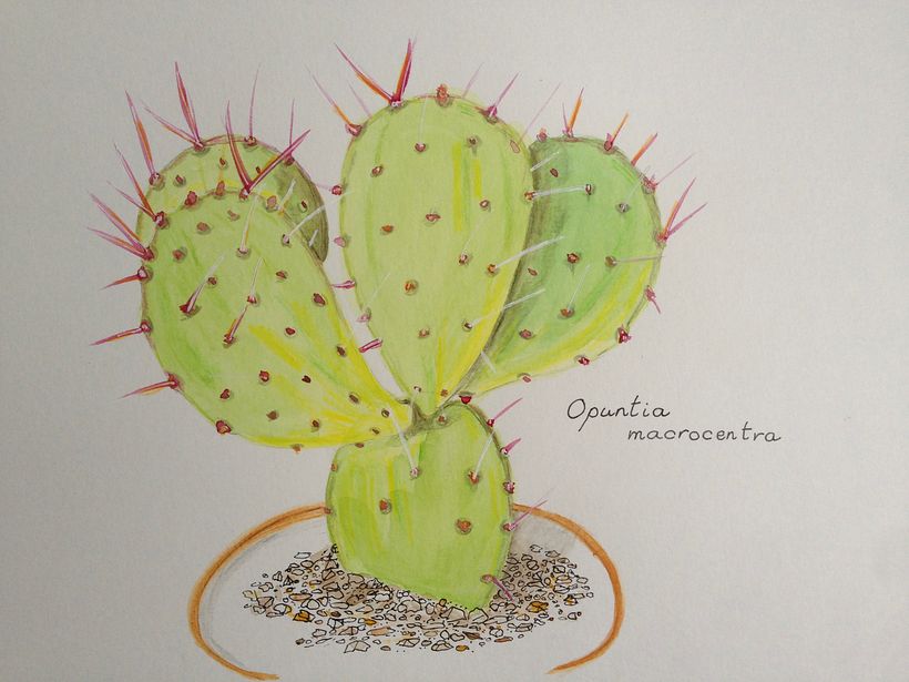 My first cactus painting (only used fine liner for the stones)