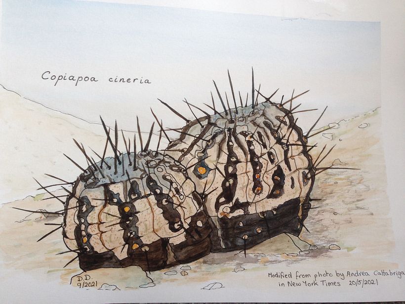 From a photo by Andrea Cattabriga in New York Times about endangered cactus species. I think the plant is dying…