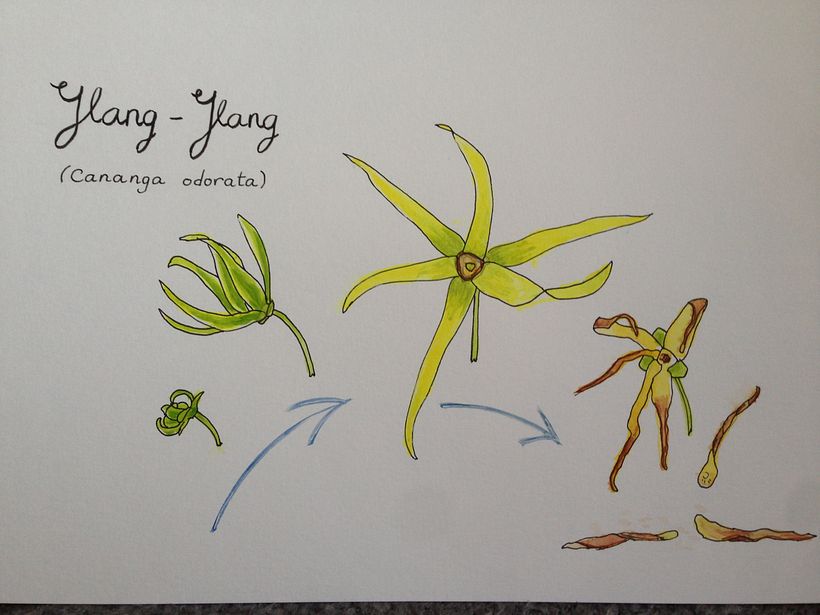 Growth and decay of Ylang Ylang flower (it grows on a tree and is very fragrant).
