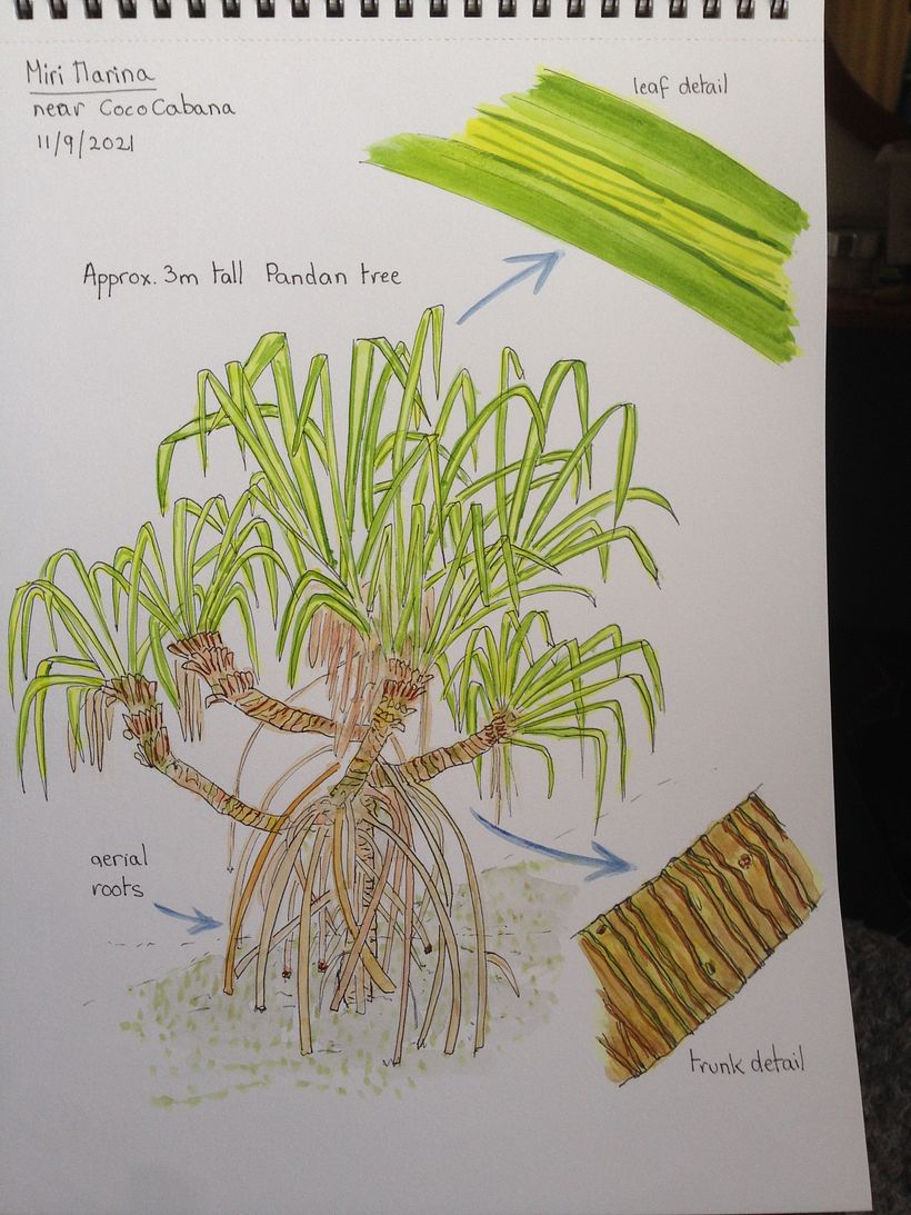 Applied some of the techniques learnt in the course to do this pandan tree.