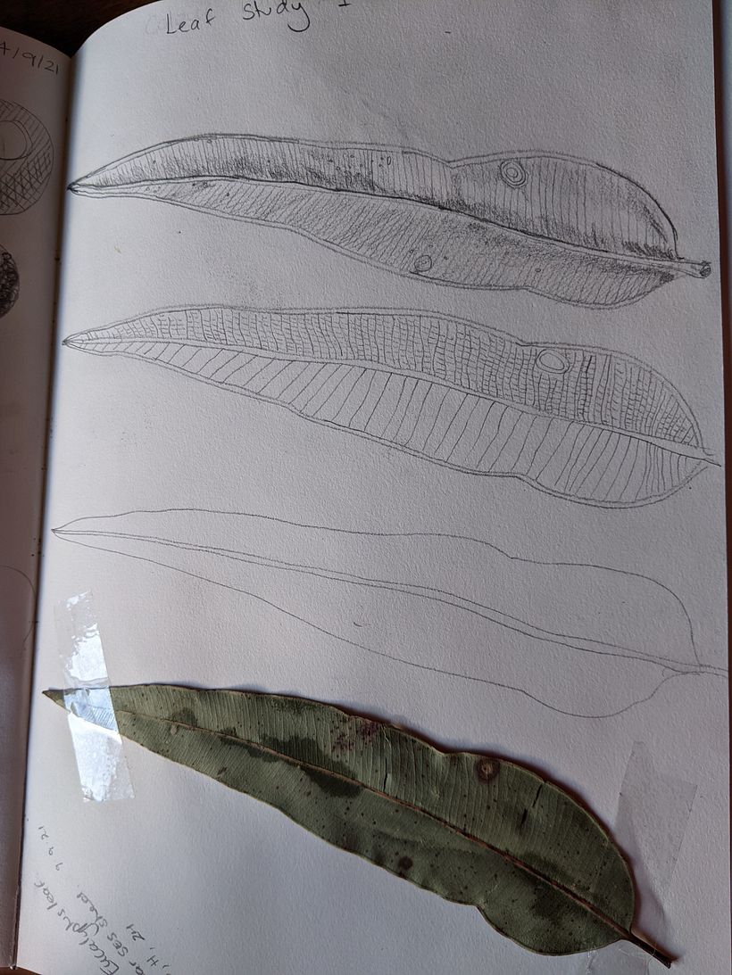 My project in Botanical Watercolor Sketchbook course 2