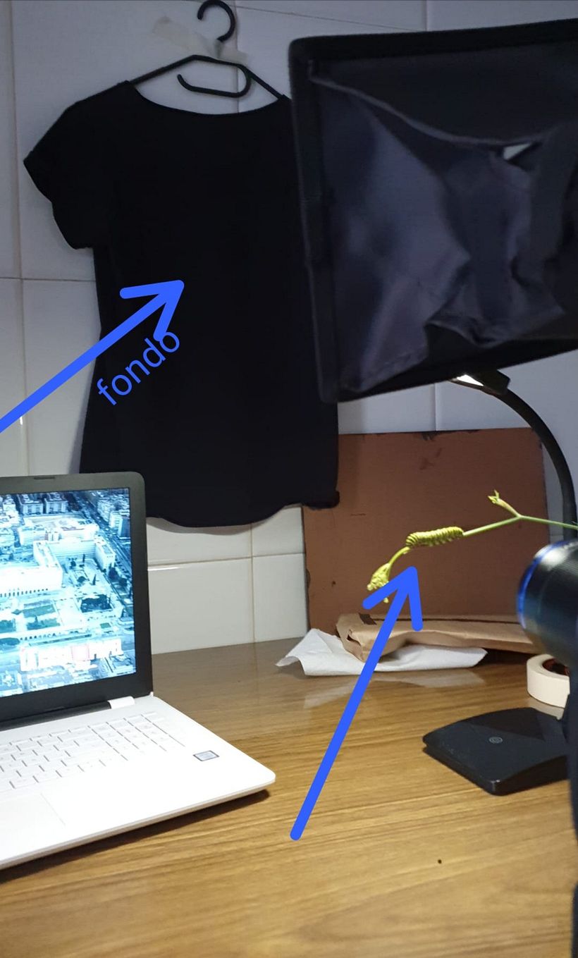 Mi Proyecto del curso: Introducción a la fotografía macro 1