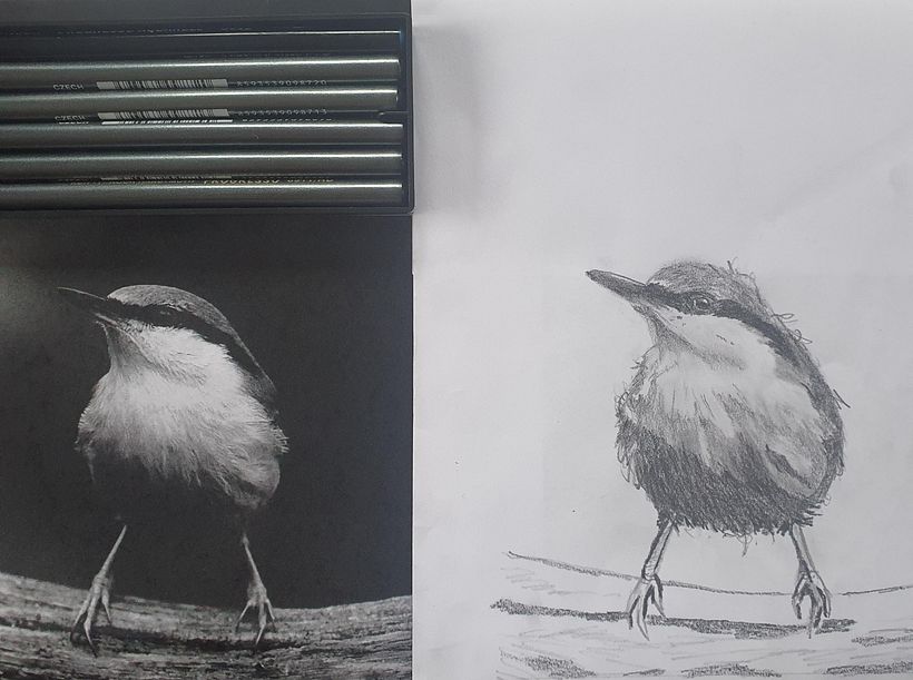 My project in Artistic Watercolor Techniques for Illustrating Birds course 1