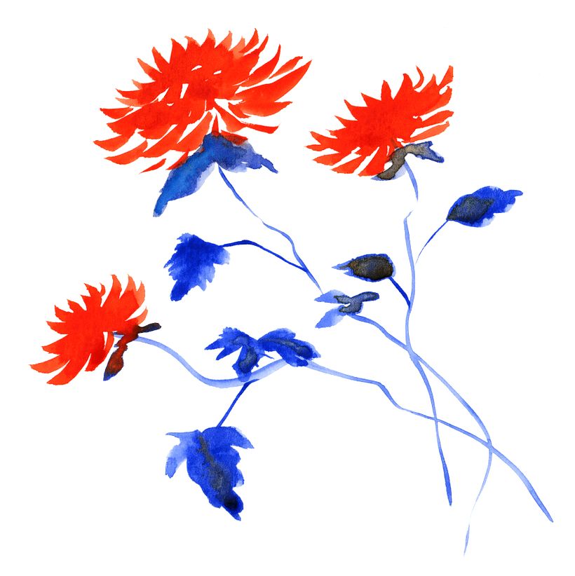A chrysanthemum study