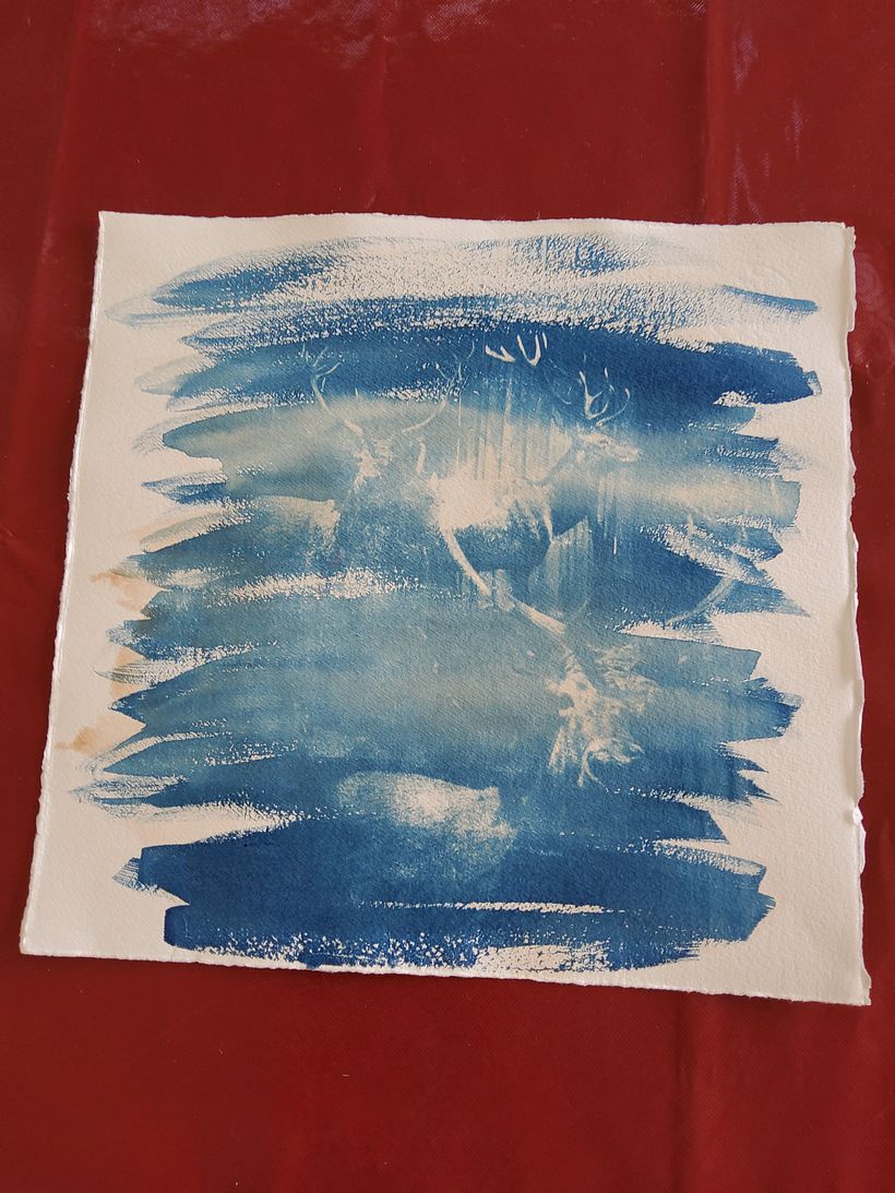 Cerf en cyanotype.