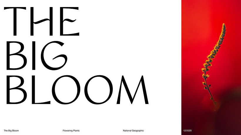 Pitch-Presentation Template Design 2