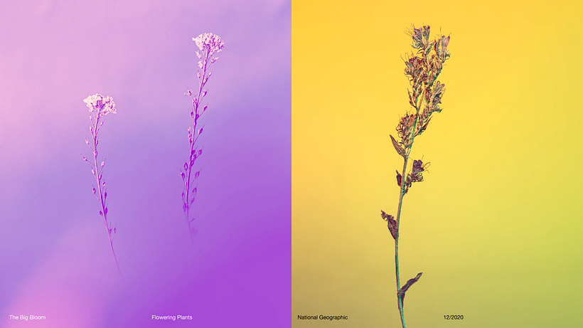 Pitch-Presentation Template Design 20