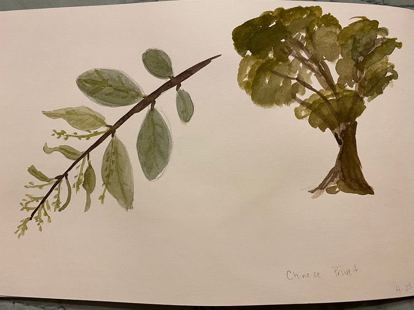 My project in Botanical Watercolor Sketchbook course 3