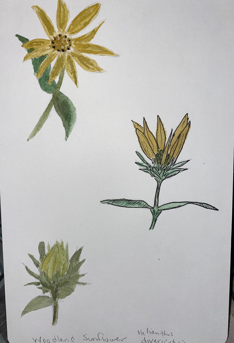 My project in Botanical Watercolor Sketchbook course 6