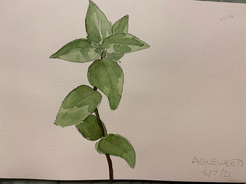 My project in Botanical Watercolor Sketchbook course 8