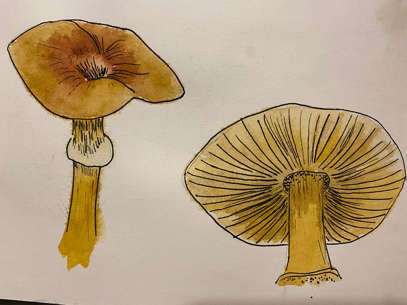 My project in Botanical Watercolor Sketchbook course 8