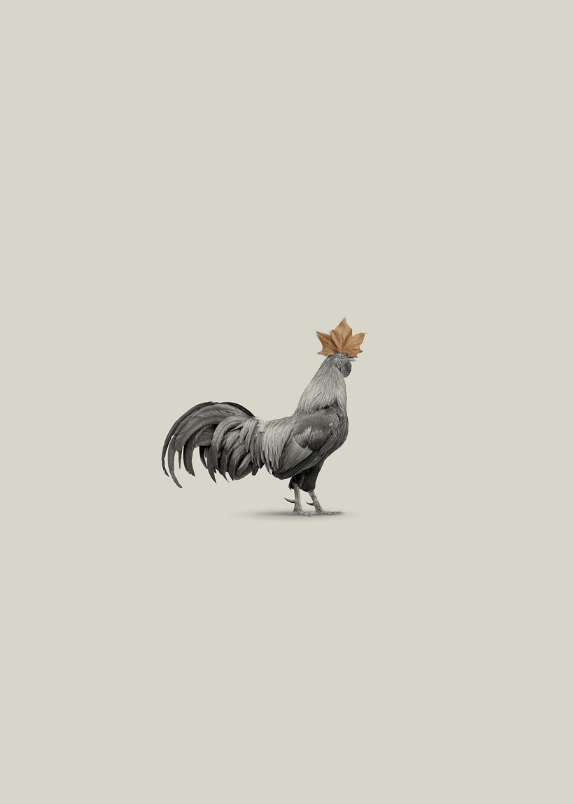 Otoño e Invierno en Corral de García (El Gallo y la Hoja; El Gallo y el Guante) 6